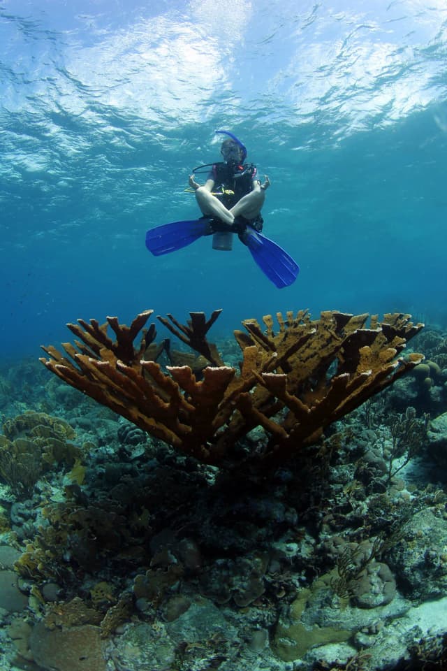 scuba-lotus-curacao