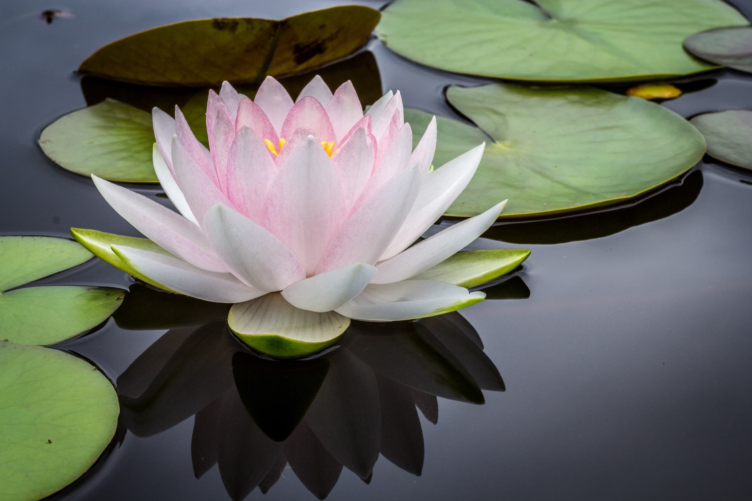 Lotus flower floating on the water.