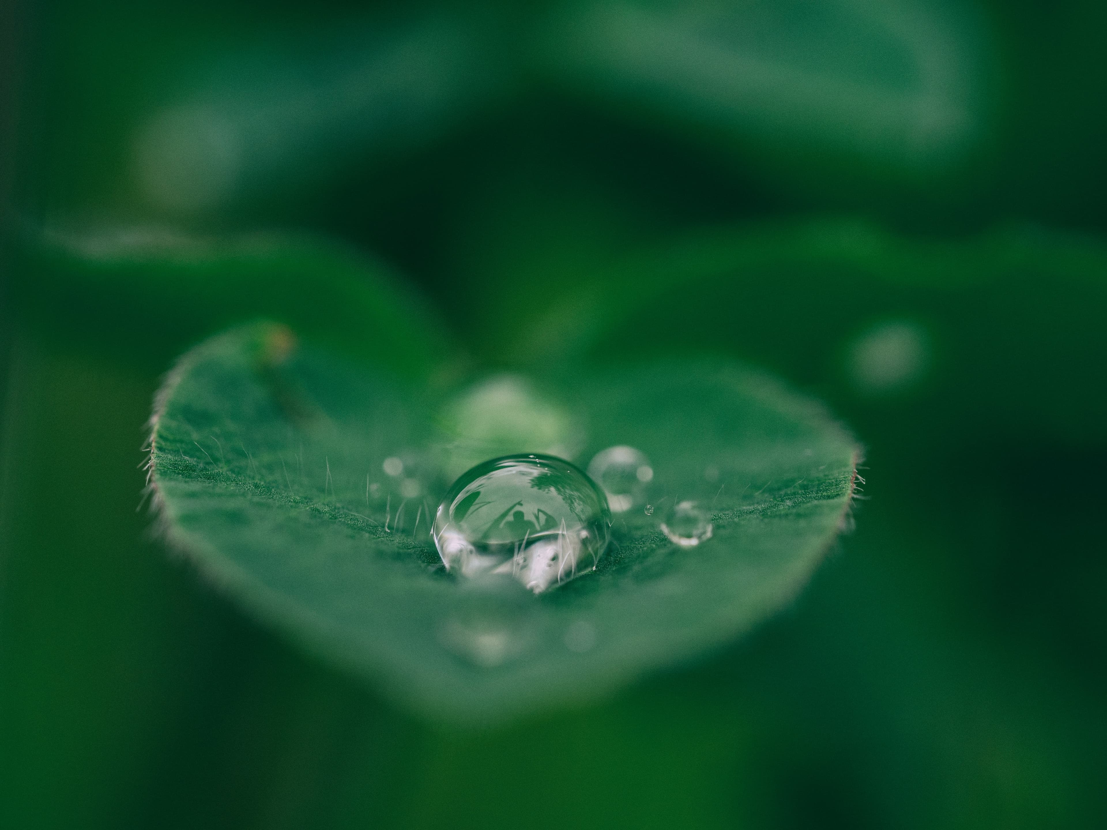 Drop of water on a leaf zoomed in